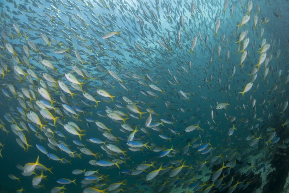 Very large school of blue and yellow fusilier fish Canvas Art - Mathieu MeurStocktrek Images (17 x 12)