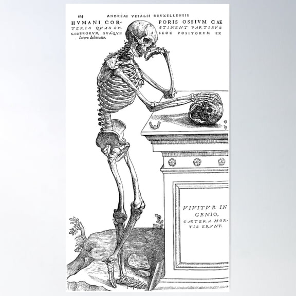 Vesalius Skeletal Anatomy 16Th Century Study Chart Wall Art Poster UNFRAMED PAPER POSTER