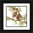 thumbnail image 1 of Vess, June Erica 20x20 Black Ornate Wood Framed with Double Matting Museum Art Print Titled - Simple Pine Cone II, 1 of 4