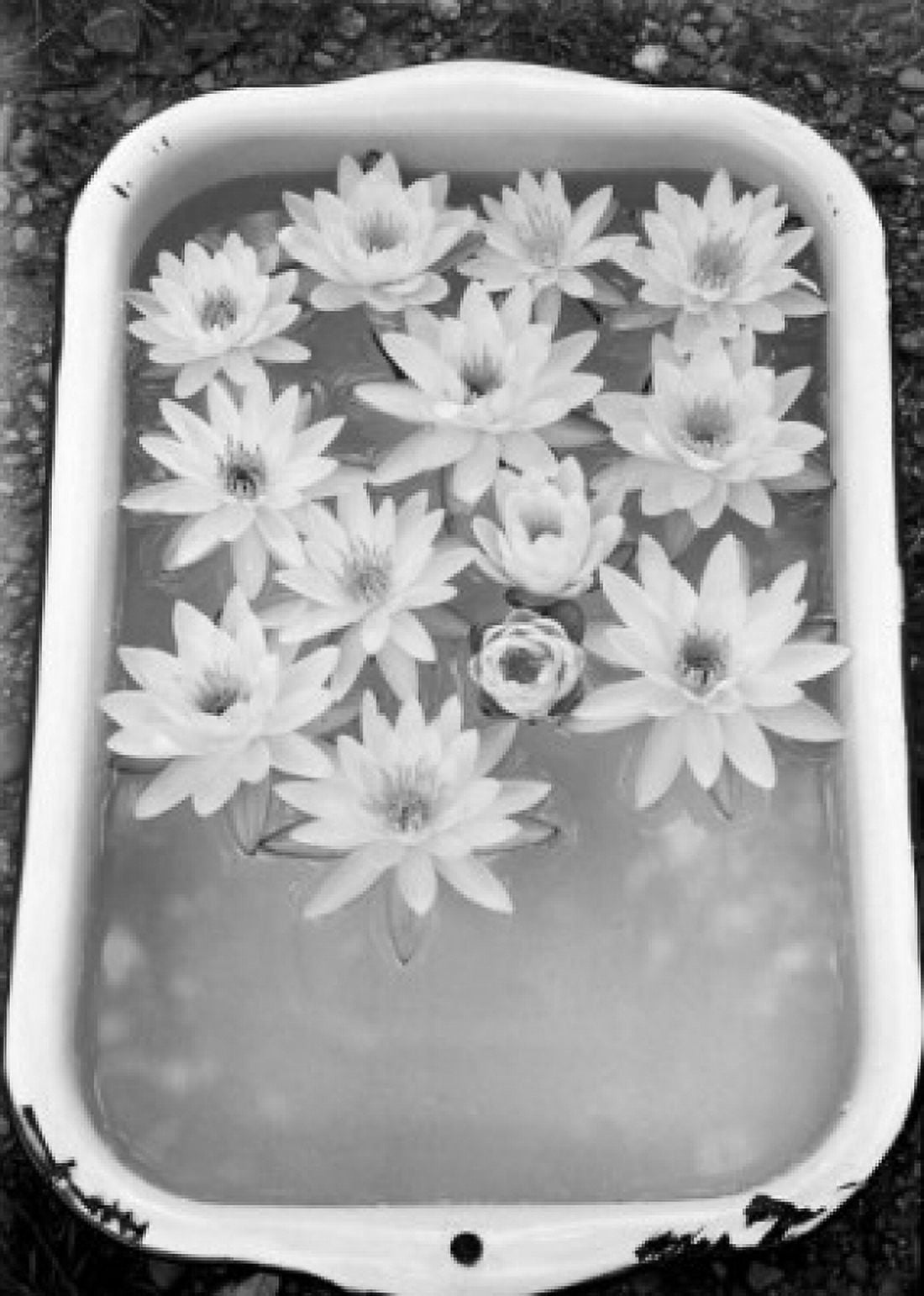 Vessel with water lily flowers in frozen water Canvas Art - (18 x 24)