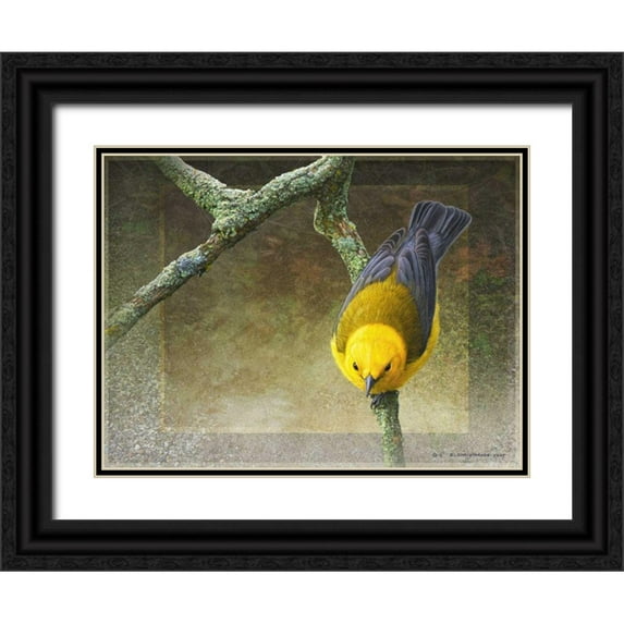 Vest, Chris 14x12 Black Ornate Wood Framed with Double Matting Museum Art Print Titled - Prothonotary