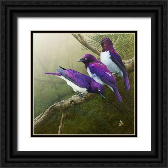 Vest, Chris 15x15 Black Ornate Wood Framed with Double Matting Museum Art Print Titled - African Starlings