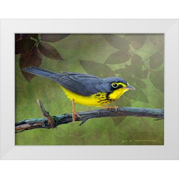 Vest, Chris 18x15 White Modern Wood Framed Museum Art Print Titled - Canada Warbler