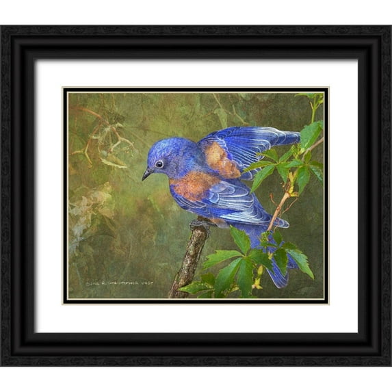 Vest, Christopher 14x12 Black Ornate Wood Framed with Double Matting Museum Art Print Titled - Virginia Creeper Bluebird