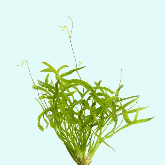 Vesuvius Sword (Echinodorus) Small Live Aquarium Plants