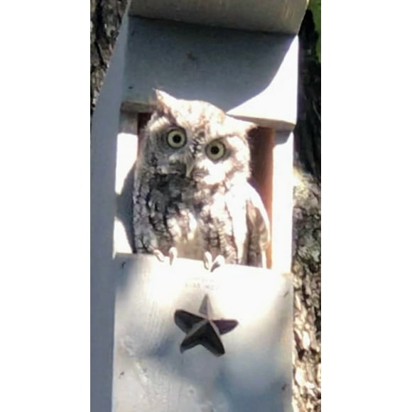 Veteran Made Owl Houses Screech Owl nesting box Lone Star Woodcraft