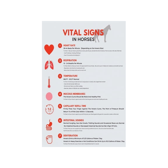 Veterinarian Reference Metal Sign Horse Vital Signs Educational Chart Normal Ranges Guide for Barn Tack Room Office Decor 8 X 12 in