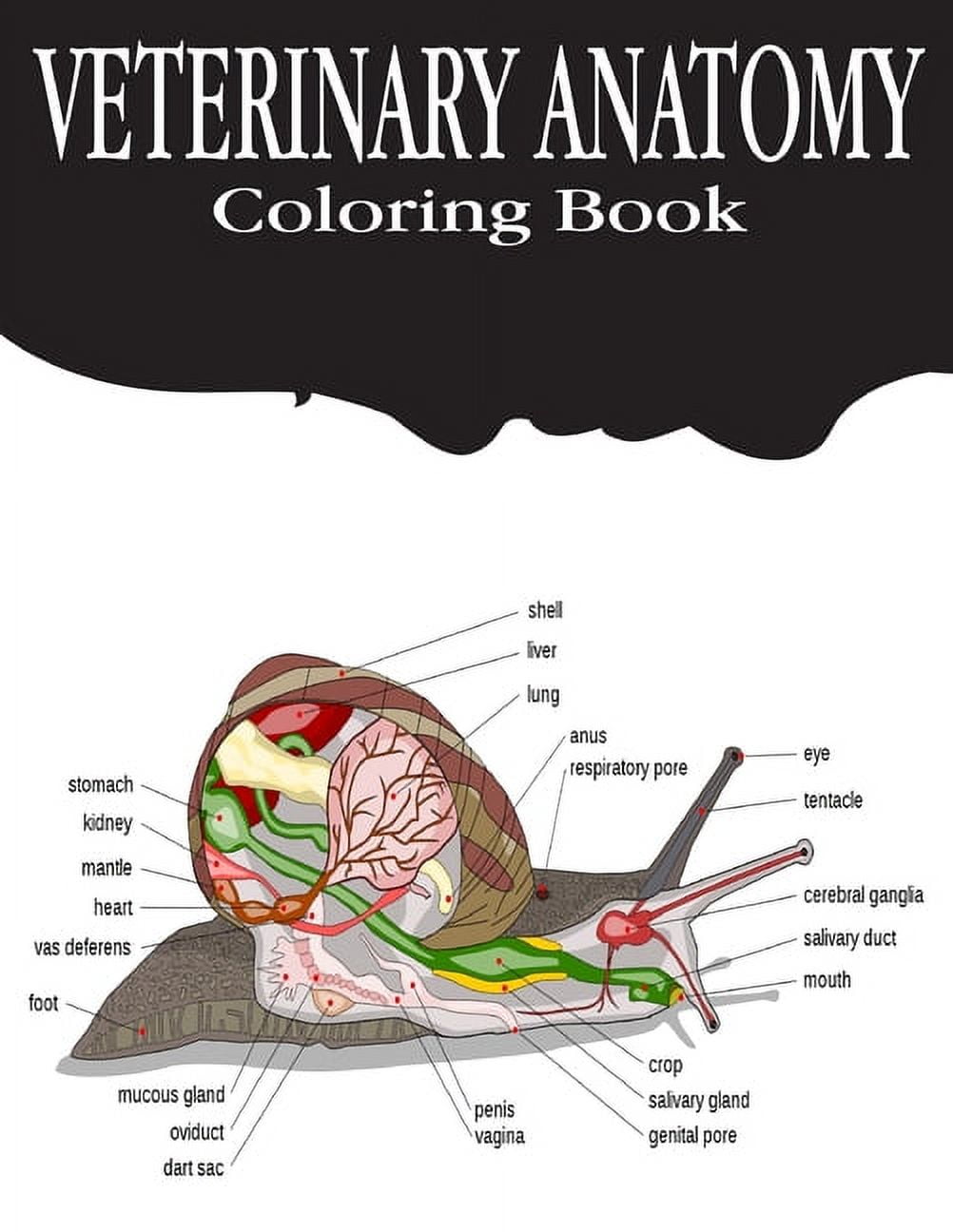 Veterinary Anatomy Coloring Book: Anatomy Magnificent Learning ...