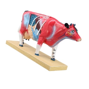 Veterinary Anatomy Teaching Figure with Cutaway Organ Detail and Display Base for Acupoint Study Lesson Guide Use