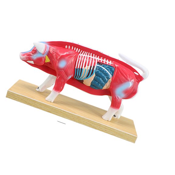 Veterinary Anatomy Teaching Figure with Cutaway Organ Detail and Display Base for Acupoint Study Lesson Guide Use