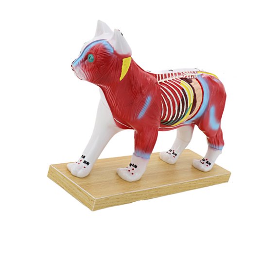 Veterinary Anatomy Teaching Figure with Cutaway Organ Detail and Display Base for Acupoint Study Lesson Guide Use