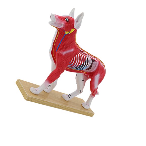 Veterinary Anatomy Teaching Figure with Cutaway Organ Detail and Display Base for Acupoint Study Lesson Guide Use