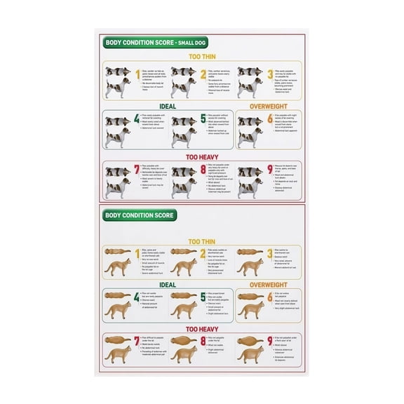 Veterinary Clinic Wall Art Dog Cat BCS Chart Body Condition Score Poster for Pet Health Awareness Obesity Prevention and Weight Management Guide