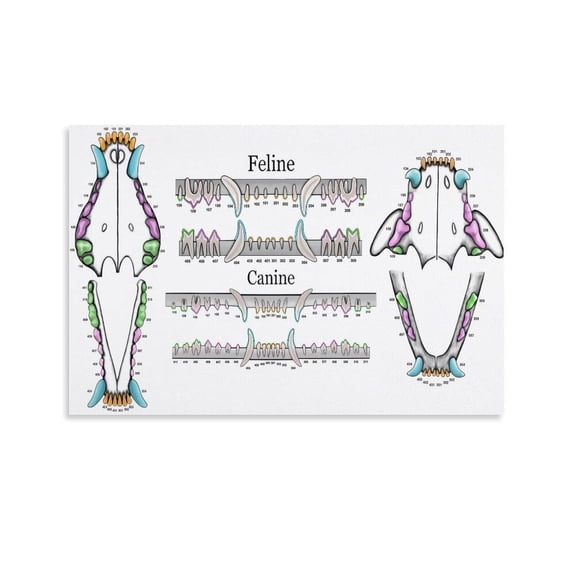 Veterinary Feline And Canine Dental Chart Poster Vet Art (2) Canvas for Living Room Bedroom Decor