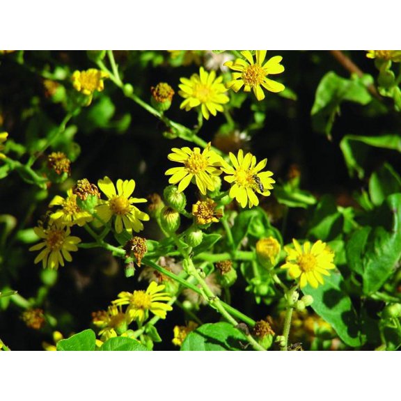 Viar Nature Glossy Poster