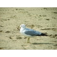 thumbnail image 1 of Viar Seagull Glossy Poster (24"x36), 1 of 2