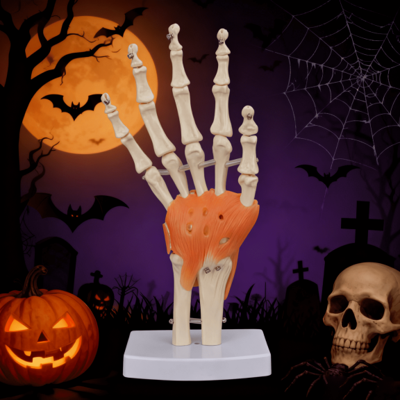 Vibeat 1:1 Life-Size Human Hand Joint Model with Flexible Ligaments - Medical Educational Tool for Doctors, Training & Anatomy Study