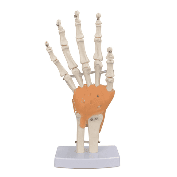 Vibeat Life-Size Human Hand Joint Model with Flexible Ligaments, Anatomical Hand Skeleton Model with Study Card & Display Base, Medical Anatomy Teaching Model for Students, Classroom Education