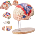 thumbnail image 1 of Vibeat 2X Life-Size Human Brain Model, 4-Part Anatomical Teaching Model with Labels & Display Base, 1 of 11