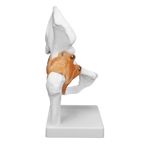 Vibeat Hip Joint Model With Ligament Human Skeleton Bone Model Teaching Model Training