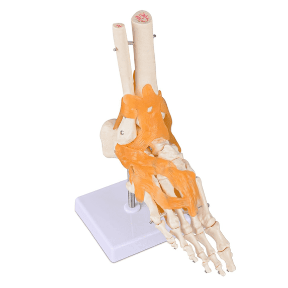 Vibeat Human Foot Joint Model with Ligaments, Human Anatomy Model, Foot Skeleton Model