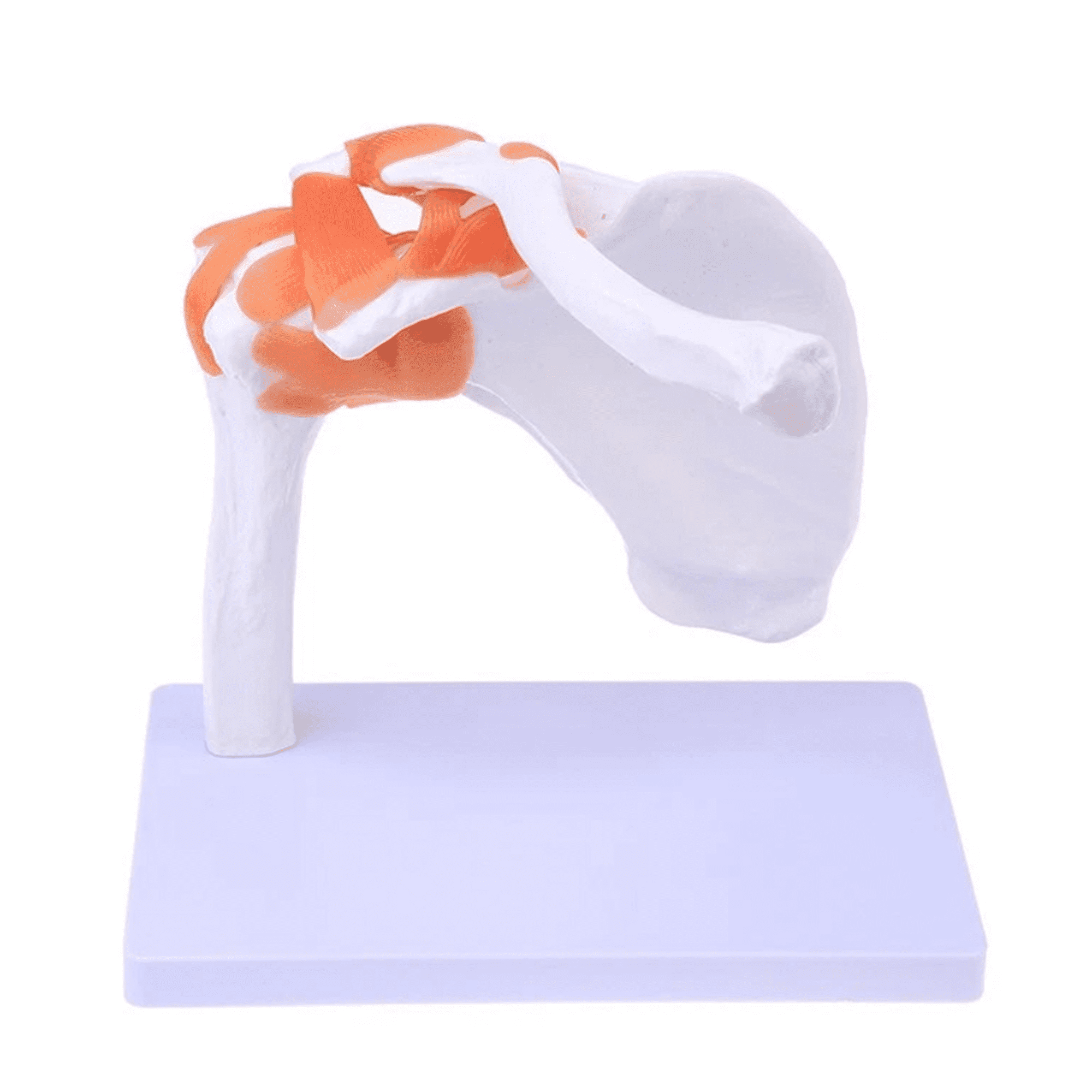 Vibeat Shoulder Joint Model With Ligament Human Skeleton Bone Model ...