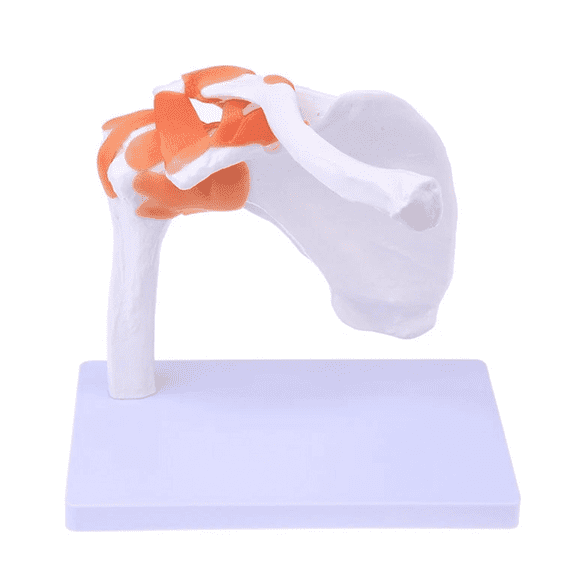 Vibeat Shoulder Joint Model With Ligament Human Skeleton Bone Model Teaching Model