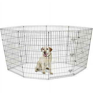 Dog Play