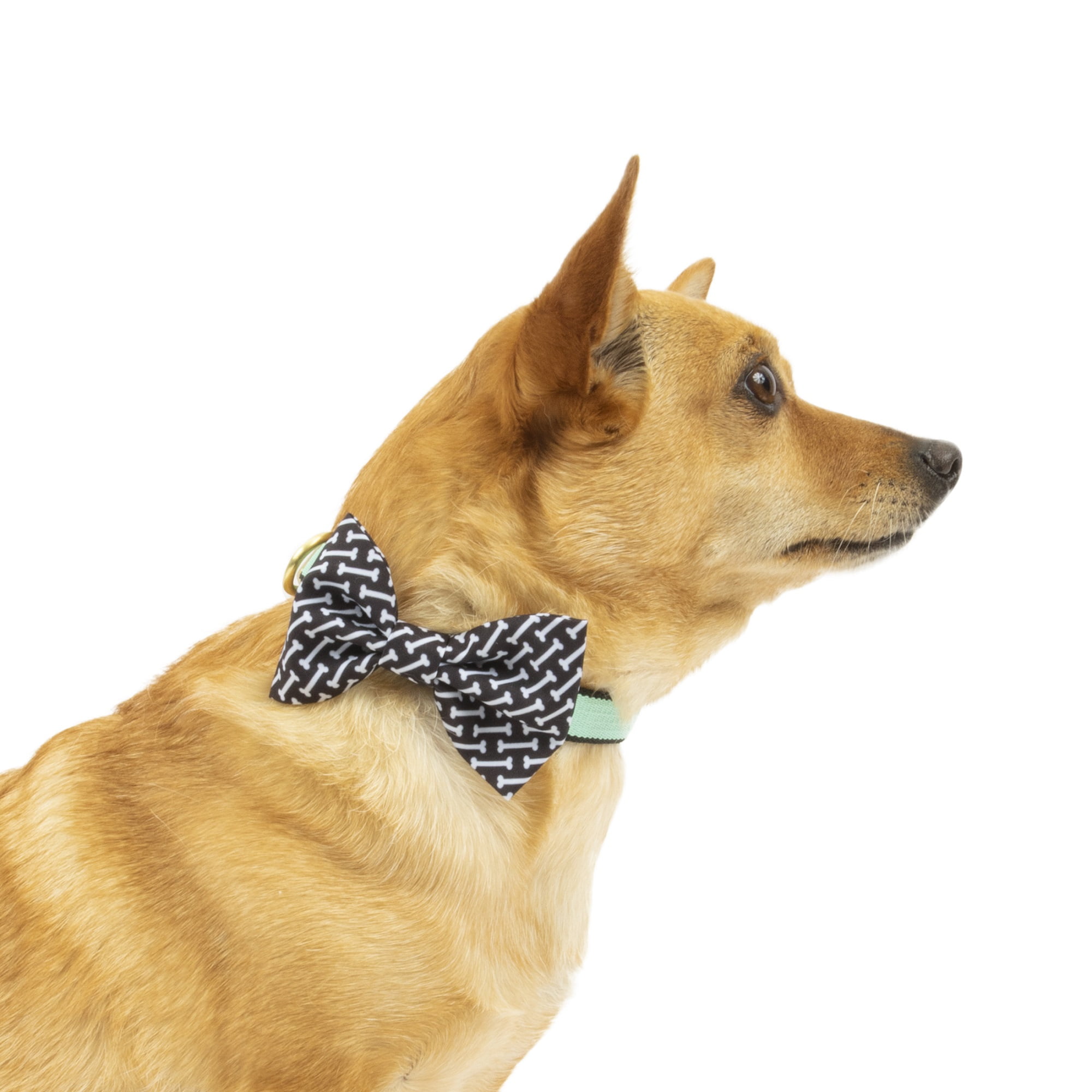 Vibrant Life Green Collar Bow Tie Slider Set for Dogs, Size Small