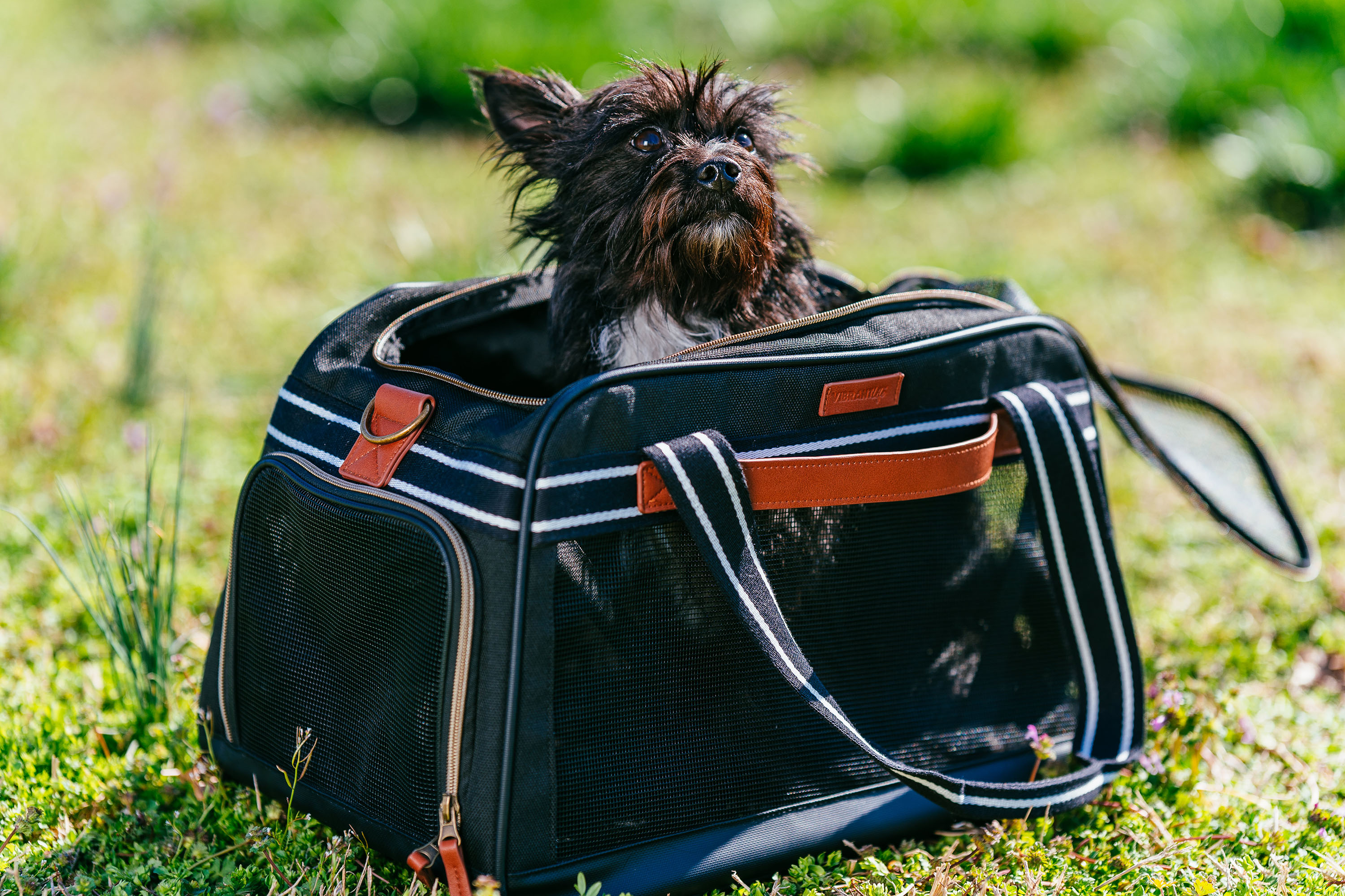Pet travel