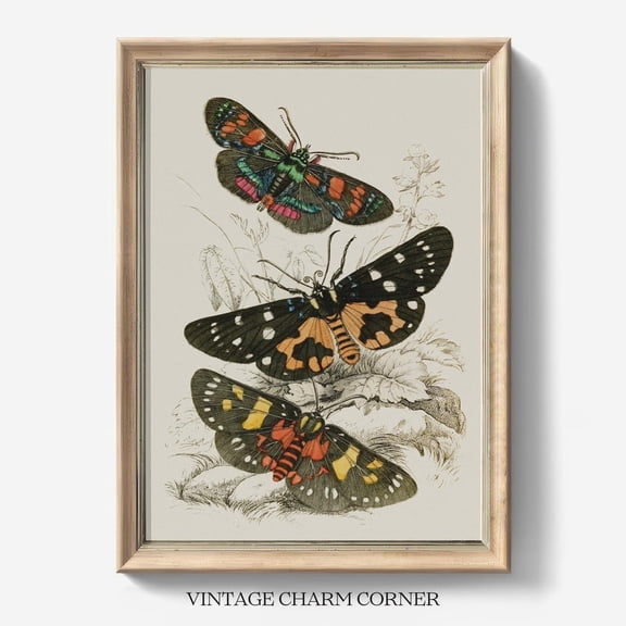 Vibrant Moths Vintage Insect Illustration Unframed Paper Print