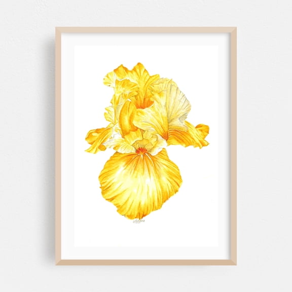 Vibrant Summer Iris - Painting Watercolor Floral Flowers Botanical Illustration Nature Garden Oak Framed Wall Art Print 5 x 7 inches