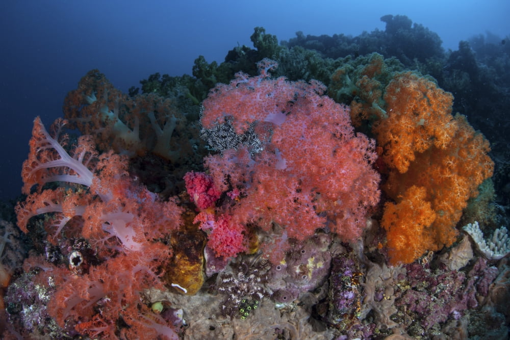 Vibrant soft coral colonies grow on a reef in Lembeh Strait Canvas Art - Ethan DanielsStocktrek Images (17 x 12)