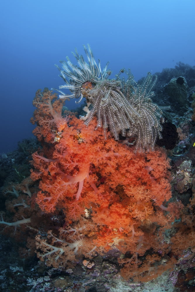 Vibrant soft coral colonies grow on a reef in Lembeh Strait Canvas Art - Ethan DanielsStocktrek Images (23 x 34)
