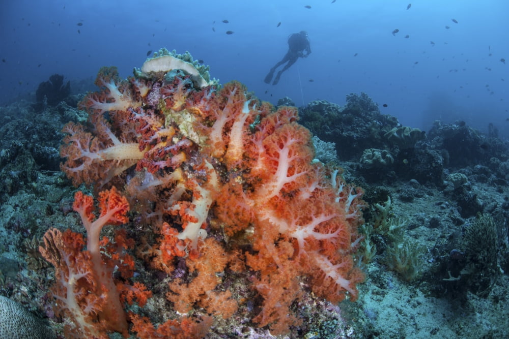 Vibrant soft coral colonies grow on a reef in Lembeh Strait Canvas Art - Ethan DanielsStocktrek Images (34 x 23)