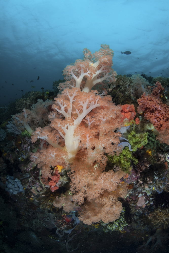 Vibrant soft corals thrive on a deep reef in Indonesia Canvas Art - Ethan DanielsStocktrek Images (12 x 17)