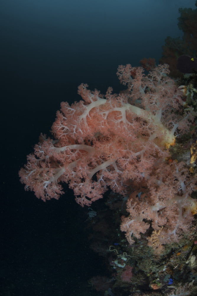 Vibrant soft corals thrive on a deep reef in Indonesia Canvas Art - Ethan DanielsStocktrek Images (12 x 17)
