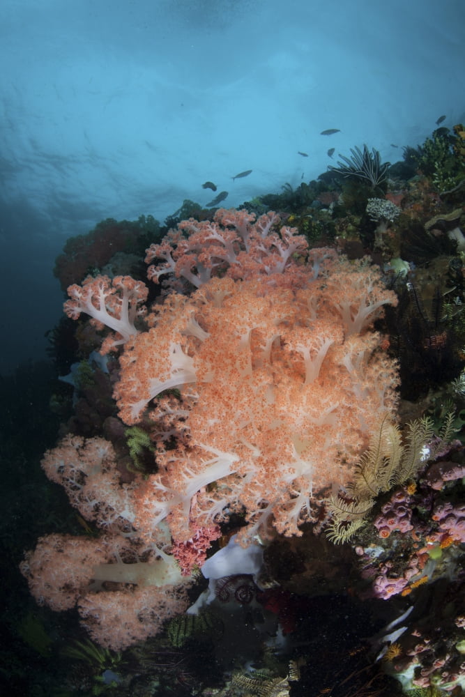 Vibrant soft corals thrive on a deep reef in Indonesia Canvas Art - Ethan DanielsStocktrek Images (23 x 34)