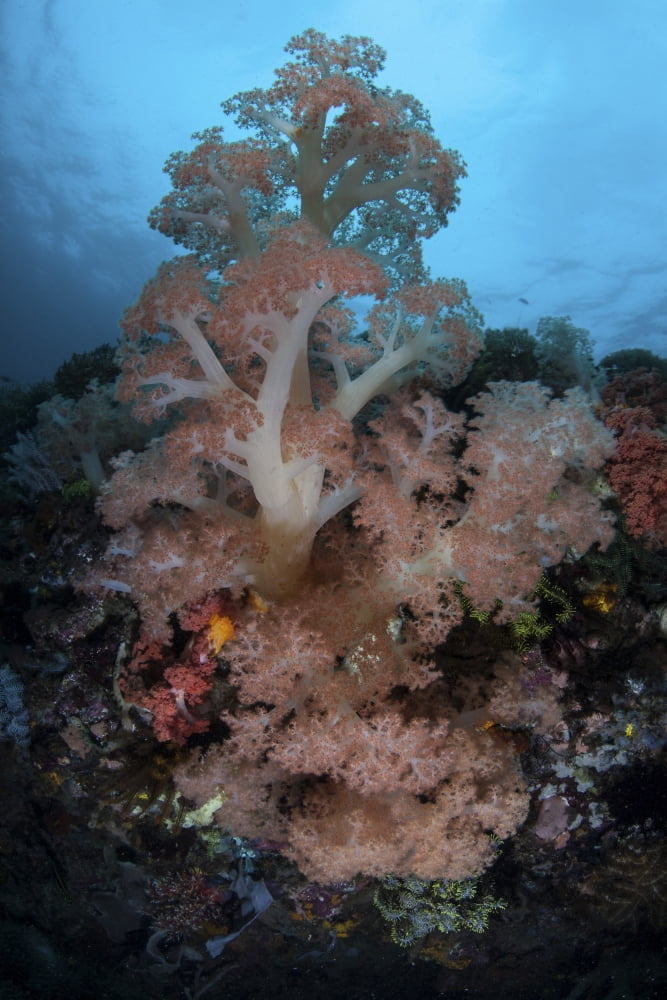 Vibrant soft corals thrive on a deep reef in Indonesia Canvas Art - Ethan DanielsStocktrek Images (23 x 34)