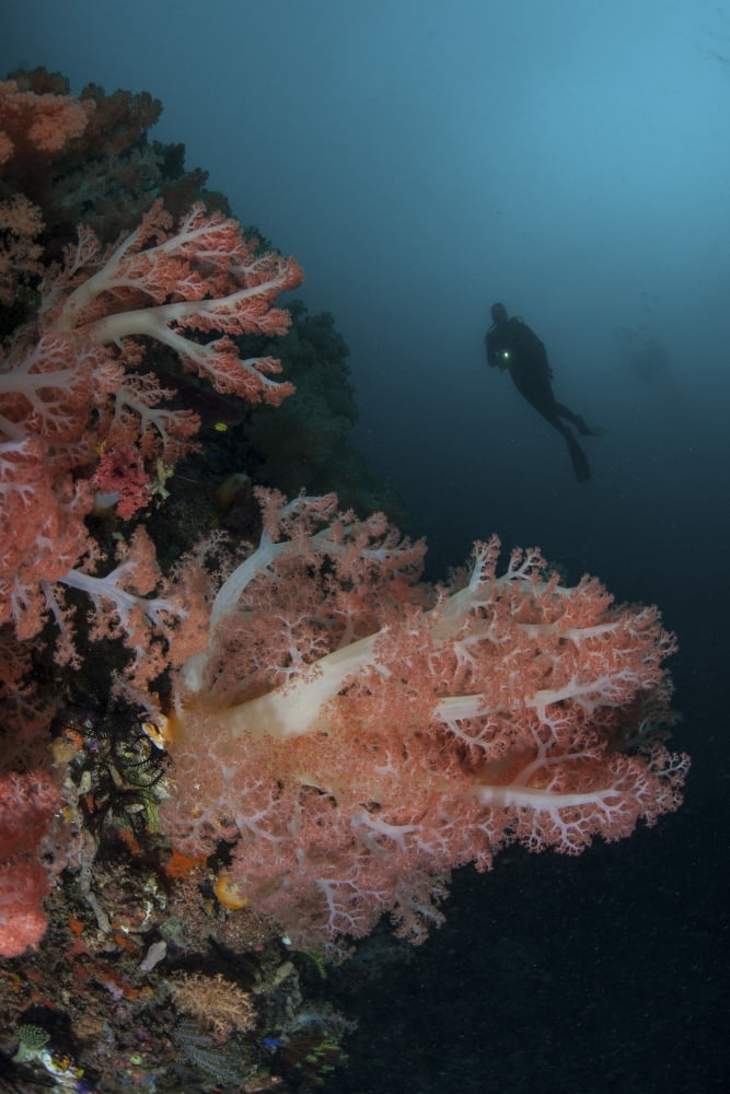 Vibrant soft corals thrive on a deep reef in Indonesia Canvas Art - Ethan DanielsStocktrek Images (23 x 34)