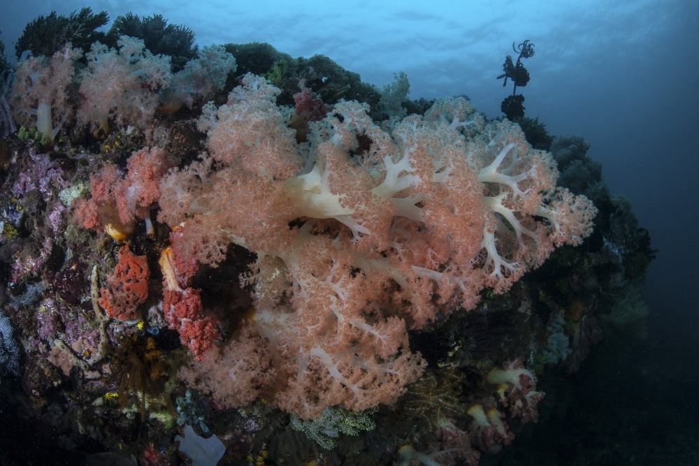 Vibrant soft corals thrive on a deep reef in Indonesia Canvas Art - Ethan DanielsStocktrek Images (34 x 23)