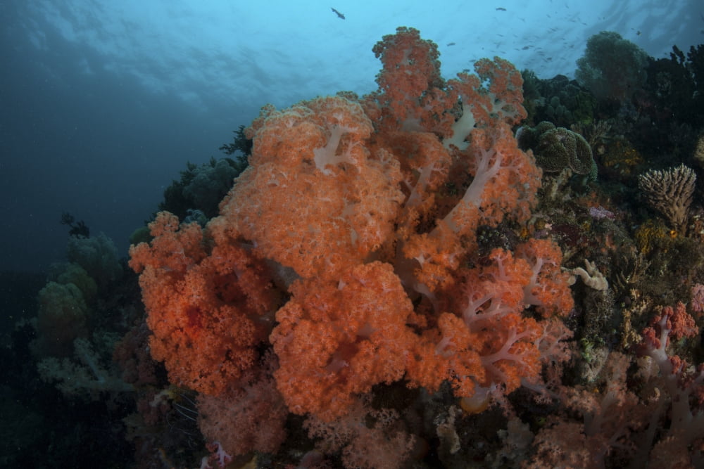 Vibrant soft corals thrive on a deep reef in Indonesia Canvas Art - Ethan DanielsStocktrek Images (34 x 23)