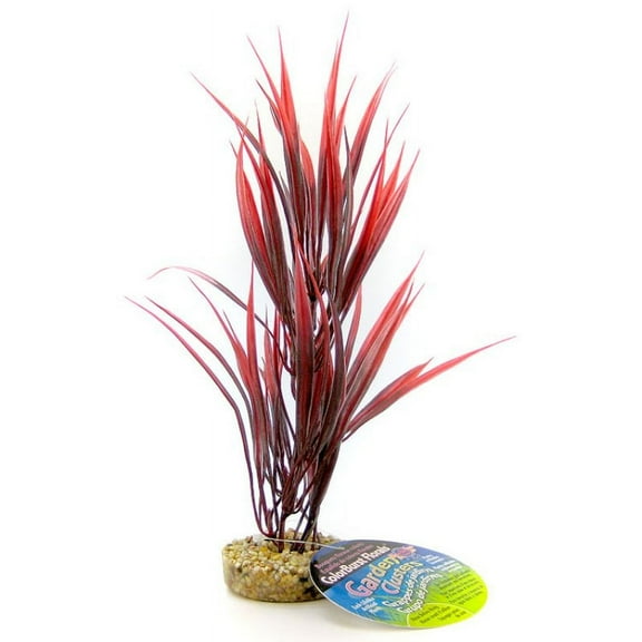 Vibrantly Colored Blue Ribbon Sword Plant with Gravel Base - Ideal for Freshwater and Saltwater Aquariums