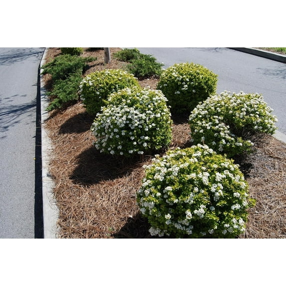 Viburnum Densa | 1 Live Gallon Size Plant | Viburnum Obovatum 'Densa' | Compact Evergreen Shrub | Low-Maintenance Privacy Plants for Landscaping