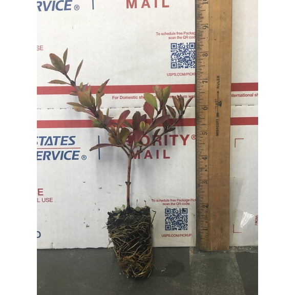Viburnum Densa Live Starter Plant (1 Plant) – Less Than 12 Inches Tall