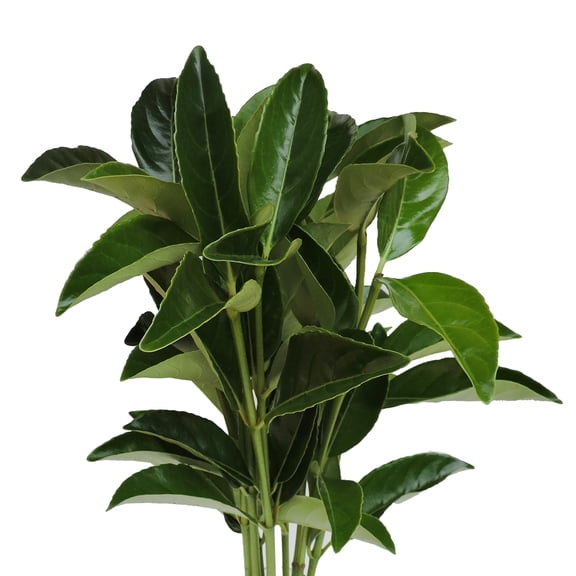 Viburnum - Fresh Cut - 160 Stems