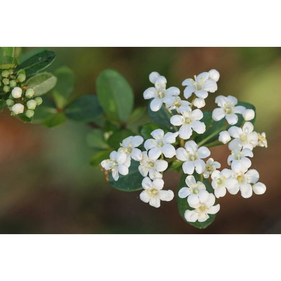 Viburnum Mrs. Schiller's Delight I 1 Large Gallon Size Plant Live Plants I Dwarf Obovatum I Evergreen Shrub with Fragrant White Blooms, Ideal for Hedges, Borders