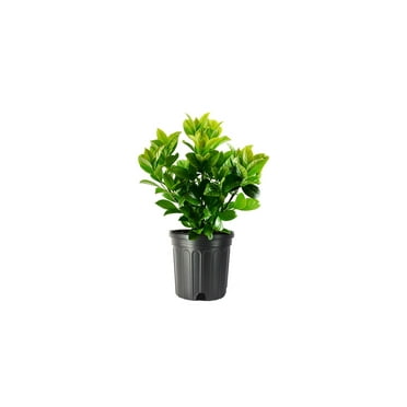 Viburnum Odoratissimum  2 Extra Large 3 Gallon Plants  Sweet Viburnum  Fast-Growing Privacy Hedge  Fragrant Flowers