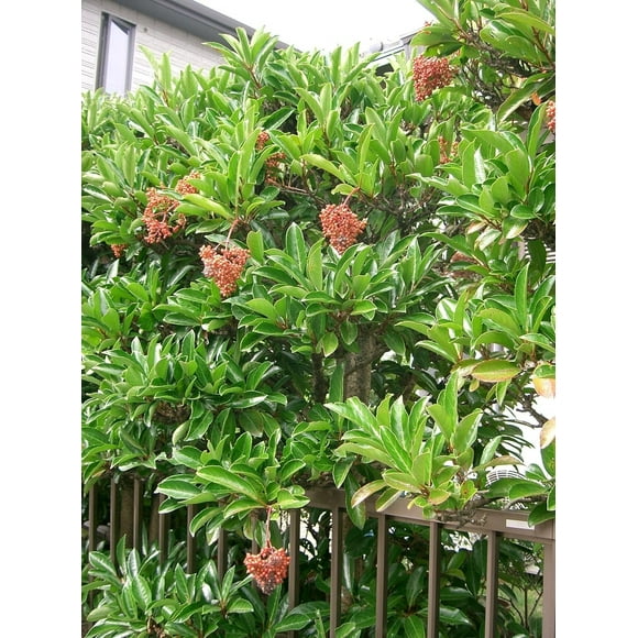 Fast Growing Evergreens Privacy