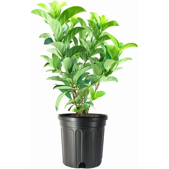 Viburnum Odoritissimum | 1 Large Gallon Size Plant | Viburnum Odoratissimum | Fast Growing Privacy Hedge, Evergreen Shrub, Fragrant White Flowers, Low Maintenance, Ideal for Screening, Full Sun Plant